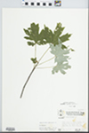 Acer saccharinum L. by McClain