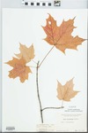 Acer saccharum Marshall by Margaret Ellington