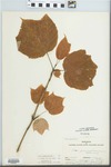 Acer pensylvanicum L. by Tom Clark
