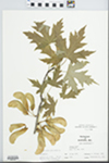 Acer saccharinum L.