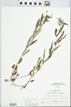 Lysimachia lanceolata Walter by John E. Ebinger and W. Pichon