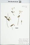 Montia sibirica (L.) Howell by Gordon C. Tucker