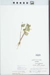 Viola pubescens var. eriocarpa by John Gerard