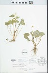 Viola pubescens var. eriocarpa by Douglas Ladd and Debbie Bowen