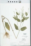 Verbena urticifolia L. by W. McClain