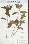 Lantana trifolia L. by Barkley A. Fred and Grady Webster