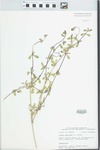 Lippia nodiflora (L.) Michx. by John E. Ebinger