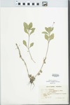 Lippia nodiflora (L.) Michx.