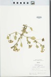 Abronia villosa S. Wats. by Hiram F. Thut