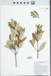 Avicennia germinans (L.) Stearn by Richard J. Abbott and Randy L. Mears
