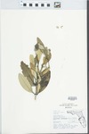 Avicennia germinans (L.) Stearn by Roger T. Poole