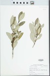 Avicennia germinans (L.) Stearn by John E. Ebinger