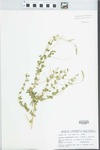 Aloysia gratissima (Gillies & Hook.) Troncoso by David S. Seigler and John E. Ebinger
