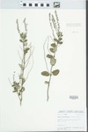 Aloysia macrostachya Moldenke by D. S. Seigler, John E. Ebinger, and Loy R. Phillippe