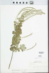 Aloysia macrostachya Moldenke by Don Etchison and Larry Rinehart