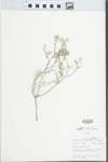 Bouchea spathulata Torr. by John E. Ebinger