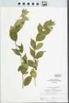 Callicarpa dichotoma (Lour.) K. Koch by John E. Ebinger