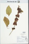 Callicarpa americana Lour. by Roger T. Poole