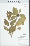 Callicarpa americana Lour. by J. L. Crane and J. D. Schoknecht