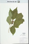 Callicarpa americana Lour. by John E. Ebinger