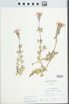 Verbena canadensis Britton by John E. Ebinger