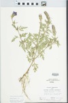Verbena canadensis Britton by Larry Dennis