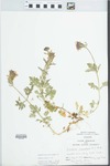 Verbena canadensis Britton by Randy Vogel
