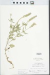 Glandularia canadensis (L.) Nutt. by John E. Ebinger