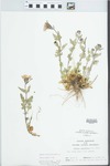 Glandularia canadensis (L.) Nutt. by R. W. Nyboer