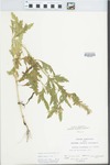 Verbena canadensis Britton by Hebermehl
