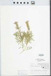 Verbena bipinnatifida Nutt. by Judy Damery Parrish