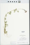 Verbena bipinnatifida Nutt. by John E. Ebinger