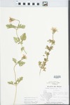 Verbena bipinnatifida Nutt. by Donna Hobbs