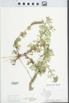 Verbena bipinnatifida Nutt. by R. M. Sims
