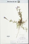 Verbena canadensis Britton by John E. Ebinger