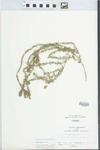 Verbena bracteata Lag. & Rodr. by Mary Schmidt