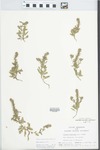 Verbena bracteata Lag. & Rodr. by Loy R. Phillipe