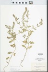 Verbena bracteata Lag. & Rodr. by Virginius H. Chase