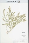 Verbena bracteata Lag. & Rodr. by Virginius H. Chase