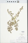 Verbena bracteata Lag. & Rodr. by Donald Groth