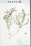 Verbena bracteata Lag. & Rodr. by Gordon C. Tucker