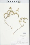 Verbena bracteata Lag. & Rodr. by John E. Ebinger