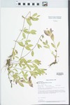 Phyla lanceolata (Michx.) Greene by Paul B. Marcum
