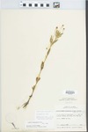 Phyla lanceolata (Michx.) Greene by William M. Bailey and Julius R. Swayne