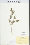 Phyla lanceolata (Michx.) Greene by Hiram F. Thut