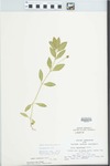 Phyla lanceolata (Michx.) Greene by F. P. Kloker