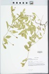 Phyla lanceolata (Michx.) Greene by Loy R. Phillipe
