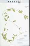 Phyla lanceolata (Michx.) Greene by Gordon C. Tucker