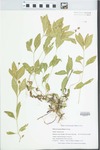 Phyla lanceolata (Michx.) Greene by Gordon C. Tucker and Nathan D. Badgett