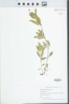 Phyla lanceolata (Michx.) Greene by Jennifer Ward